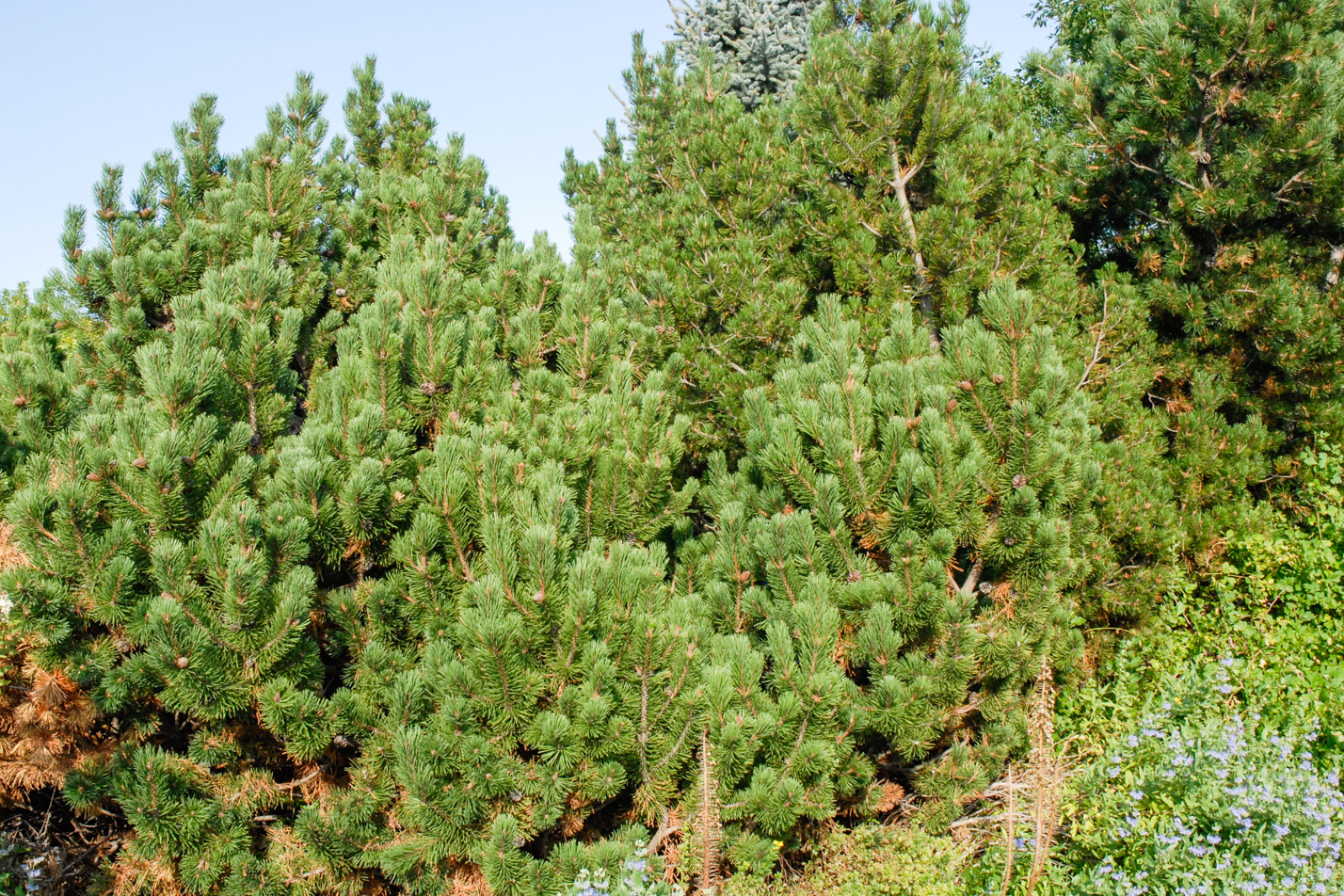 Mugo Pine